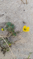 Ranunculus bulbosus bulbosus