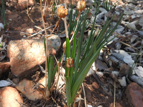 Image of Albuca setosa by (c) Matthew Fainman, some rights reserved (CC BY)