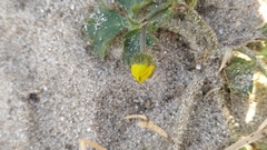 Ranunculus bulbosus bulbosus