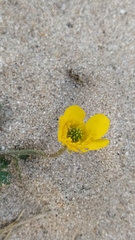 Ranunculus bulbosus bulbosus