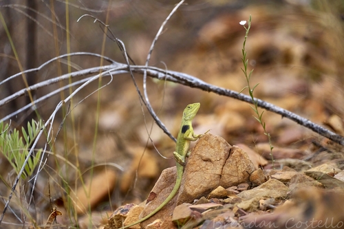 Yellow-sided Two-lined Dragon, Diporiphora magna