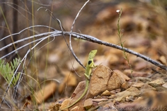 Yellow-Sided Two-Line Dragon photo 2