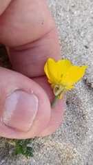 Ranunculus bulbosus bulbosus
