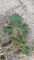 Ranunculus bulbosus bulbosus