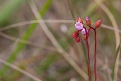 Drosera aliciae