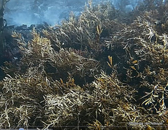 Carpophyllum angustifolium