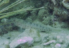 Gobius fallax