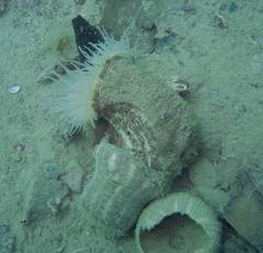 Calliactis parasitica