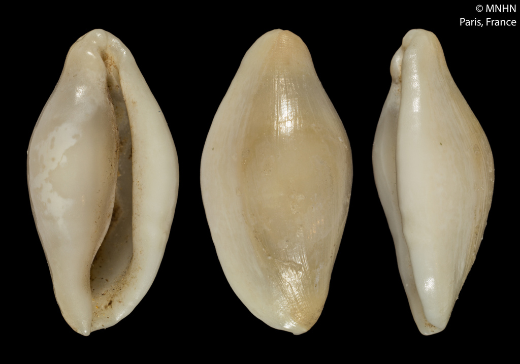 Mediterranean ovulid