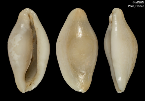 Keys Simnia