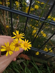 Senecio inaequidens