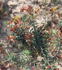 Agathosma foetidissima