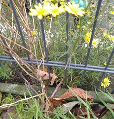 Senecio inaequidens