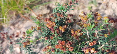 Agathosma foetidissima