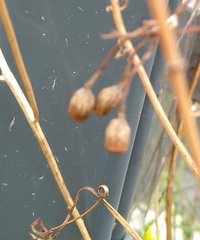 Senecio inaequidens