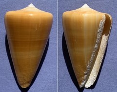 Conus quercinus