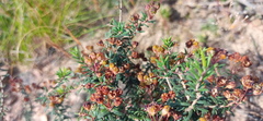 Agathosma foetidissima