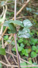 Rhoicissus rhomboidea