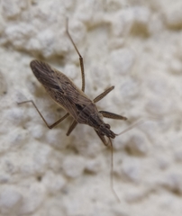 Nabis punctatus