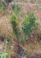 Asparagus mariae