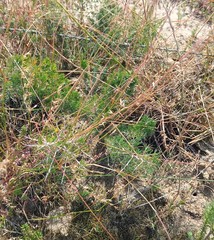 Asparagus mariae