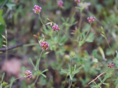 Trifolium bifidum