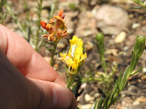 Image of Pearsonia sessilifolia by (c) Matthew Fainman, some rights reserved (CC BY)