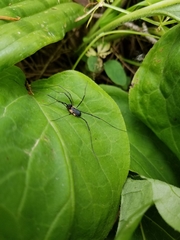 Protolophus niger