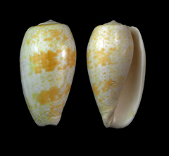 Conus bullatus