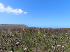 Bobartia longicyma
