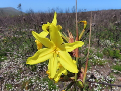 Bobartia longicyma