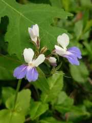 Collinsia verna