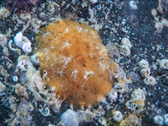 Geitodoris perfossa