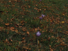 Crocus ligusticus
