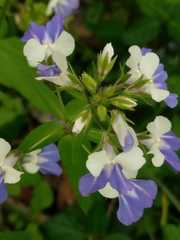 Collinsia verna