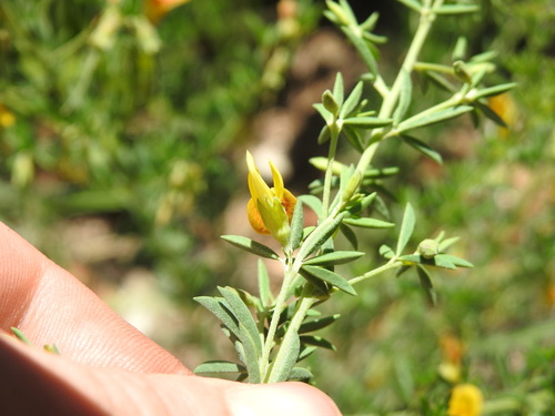 Image of Dichilus lebeckioides by (c) Matthew Fainman, some rights reserved (CC BY)
