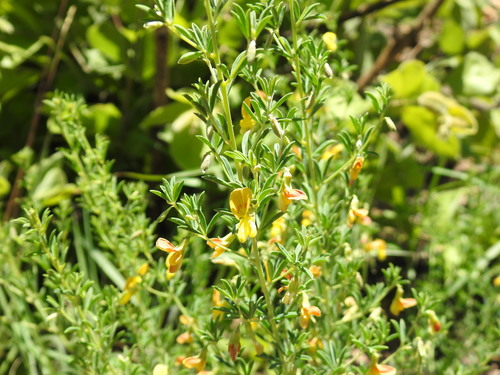 Image of Dichilus lebeckioides by (c) Matthew Fainman, some rights reserved (CC BY)