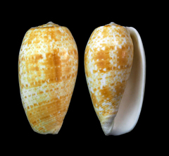 Conus bullatus