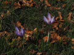 Crocus ligusticus