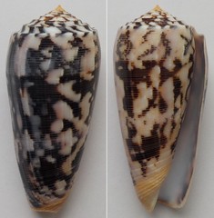 Conus striatus