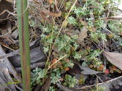 Chenopodium desertorum