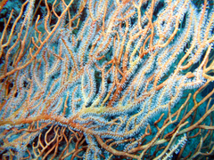 Subergorgia suberosa