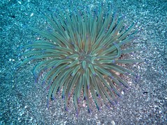 Condylactis aurantiaca