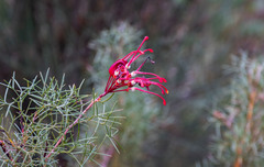 Grevillea wilsonii