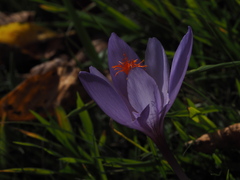 Crocus ligusticus
