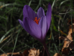 Crocus ligusticus