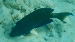 Acanthurus coeruleus
