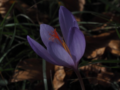 Crocus ligusticus