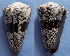 Conus fuscatus