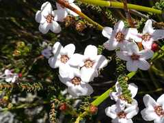 Adenandra brachyphylla